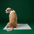 Disposable Dog Pee Pads with AbsorbShield+ Technology - 3XL - 36" x 36" (24 Count)