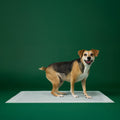 Disposable Dog Pee Pads with AbsorbShield+ Technology - XL - 28" x 34" (40 Count)